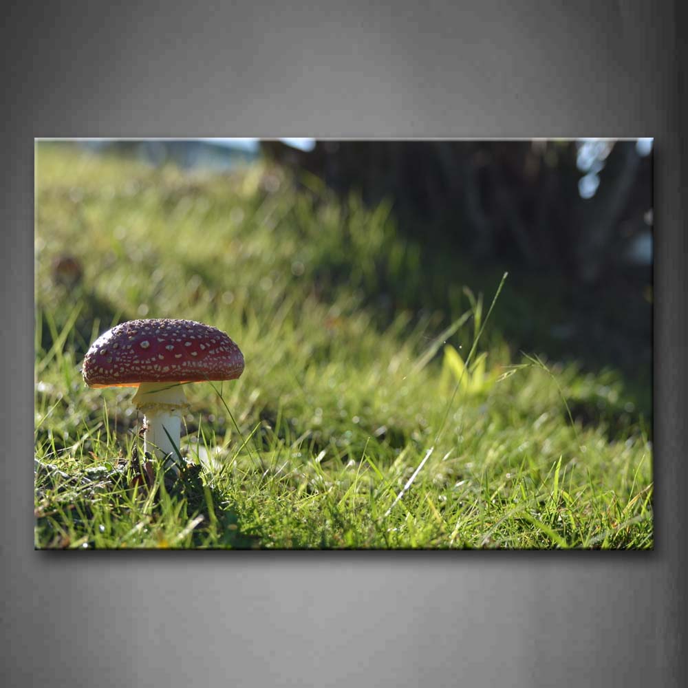 Mushroom Grow On Grassland  Wall Art Painting Pictures Print On Canvas Botanical The Picture For Home Modern Decoration 