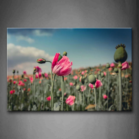 Many Pink Poppys With Green Buds Wall Art Painting Pictures Print On Canvas Flower The Picture For Home Modern Decoration 