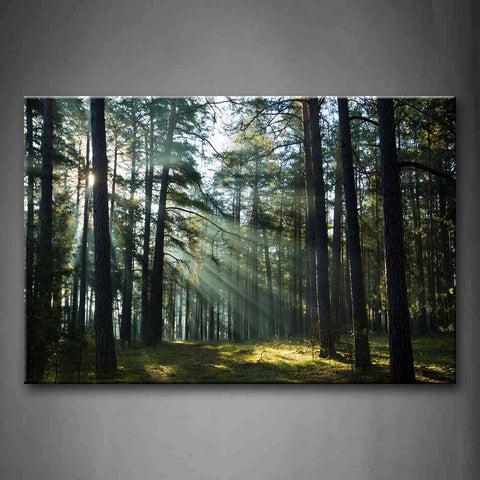 Sunshine Through Forest Wall Art Painting Pictures Print On Canvas Landscape The Picture For Home Modern Decoration 