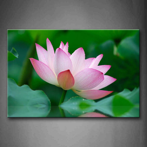 Pink And White Flower Over Water  Wall Art Painting Pictures Print On Canvas Flower The Picture For Home Modern Decoration 