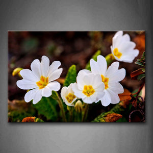 White Flowers Grow On Land Wall Art Painting Pictures Print On Canvas Flower The Picture For Home Modern Decoration 