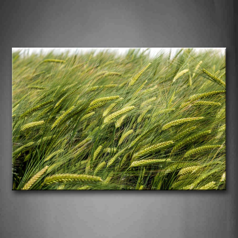 A Group Of Green Wheats Wall Art Painting The Picture Print On Canvas Botanical Pictures For Home Decor Decoration Gift 