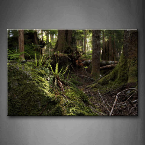 Fern And Moss Growing Fast In Forest Wall Art Painting Pictures Print On Canvas Landscape The Picture For Home Modern Decoration 