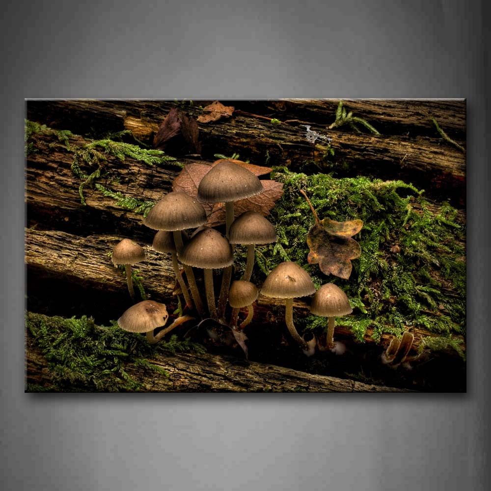 Brown Mushroom Wriggle Out Woods Which Full Of Moss Wall Art Painting The Picture Print On Canvas Botanical Pictures For Home Decor Decoration Gift 