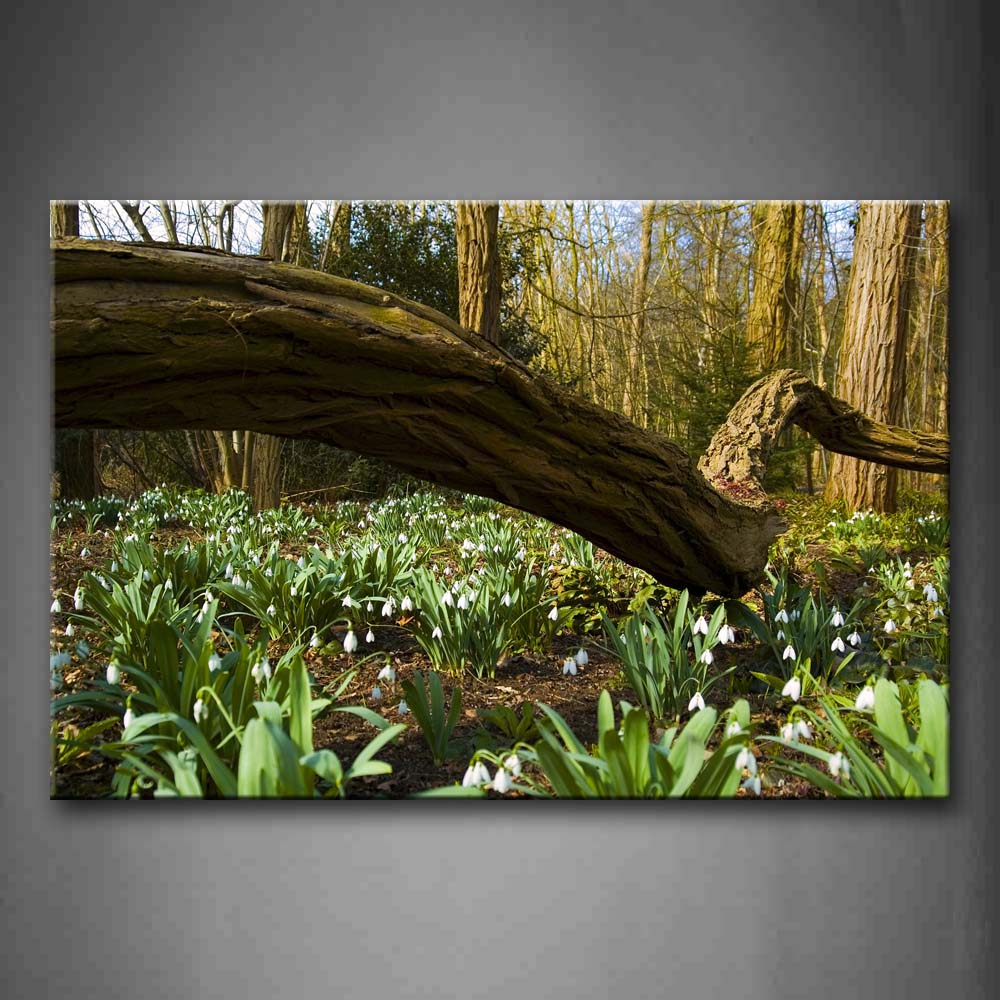 White Flower With Green Leafs Grow In Forest  Wall Art Painting Pictures Print On Canvas Botanical The Picture For Home Modern Decoration 