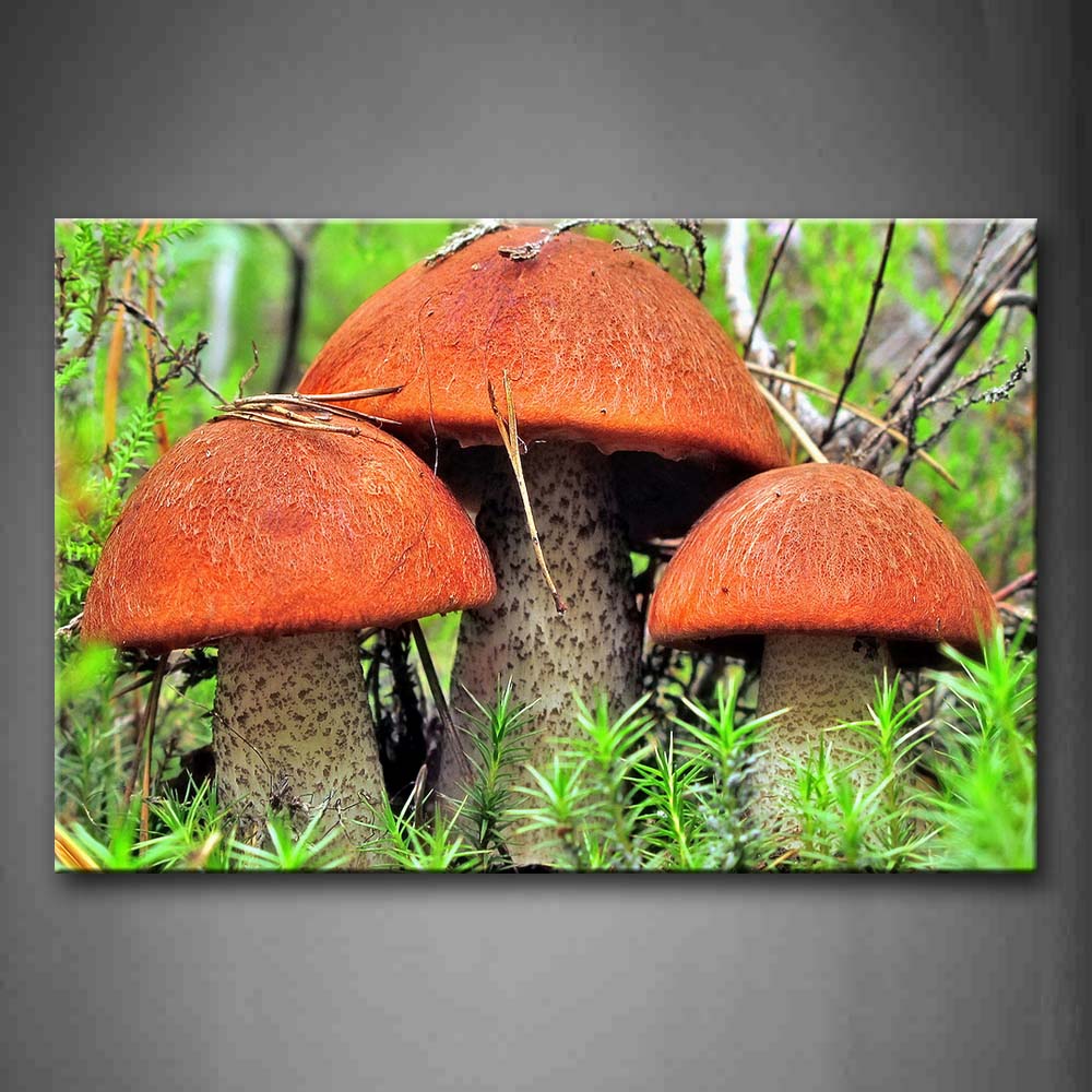 Three Big Mushrooms Grow In Forest Wall Art Painting Pictures Print On Canvas Botanical The Picture For Home Modern Decoration 