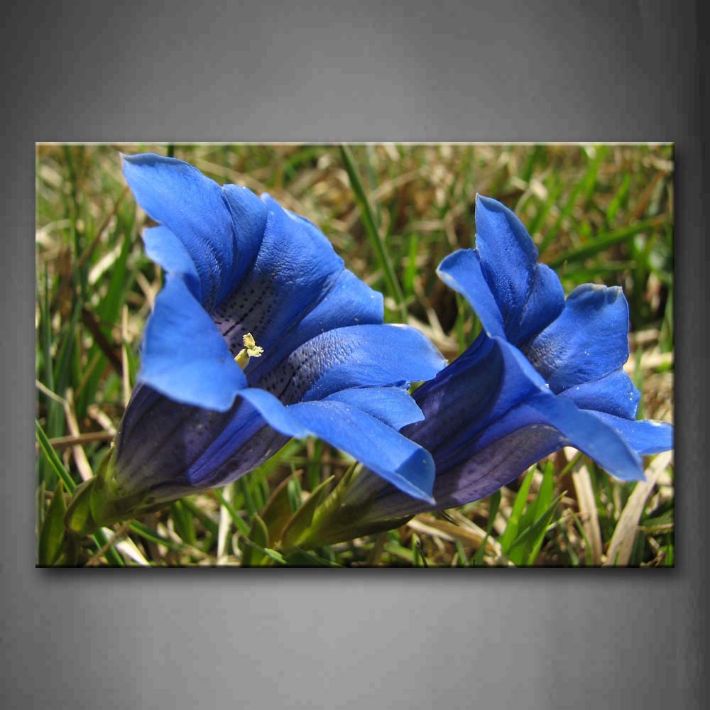 Two Blue Flowers In Dry And Green Grass Wall Art Painting The Picture Print On Canvas Flower Pictures For Home Decor Decoration Gift 