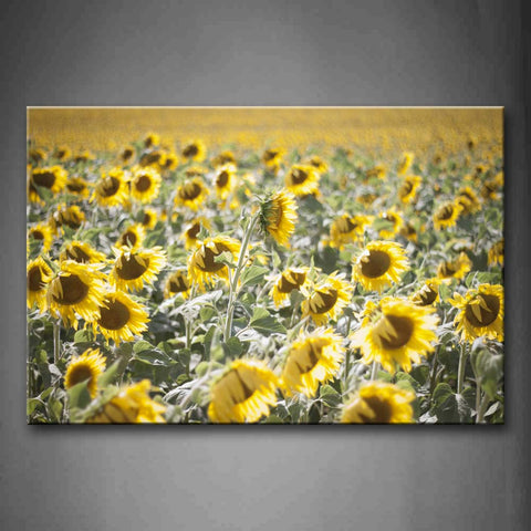 Slice Of Dense Sunflowers In The Field Wall Art Painting The Picture Print On Canvas Flower Pictures For Home Decor Decoration Gift 