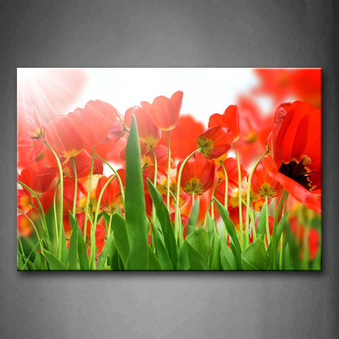 Bright Sunbeam Beautiful Flowers In Red Wall Art Painting Pictures Print On Canvas Flower The Picture For Home Modern Decoration 