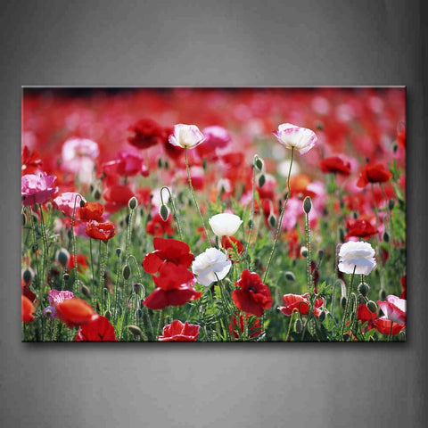 Slice Of Poppies In Red And White In Field Wall Art Painting Pictures Print On Canvas Flower The Picture For Home Modern Decoration 
