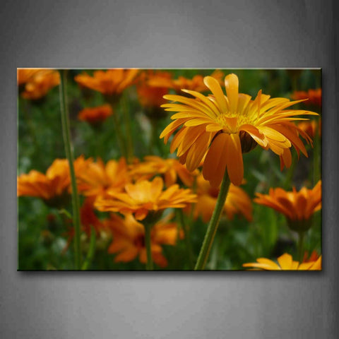Slice Of Orange Flowers In The Field Wall Art Painting The Picture Print On Canvas Flower Pictures For Home Decor Decoration Gift 