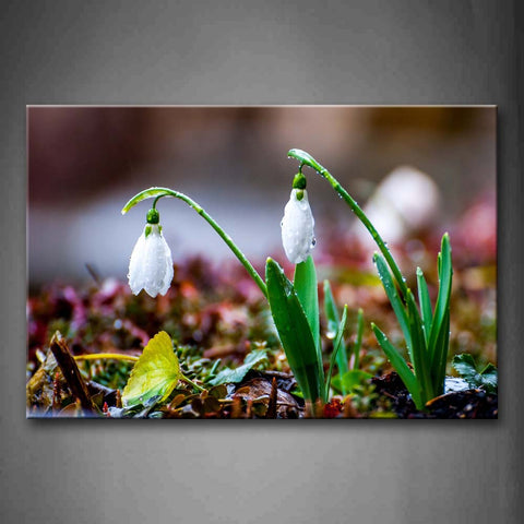 Plants With White Flowers Like Little Lamp Post Wall Art Painting Pictures Print On Canvas Flower The Picture For Home Modern Decoration 
