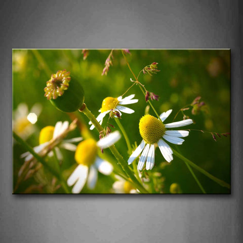 Flowers With White Petals And Yellow Hearts Wall Art Painting The Picture Print On Canvas Flower Pictures For Home Decor Decoration Gift 