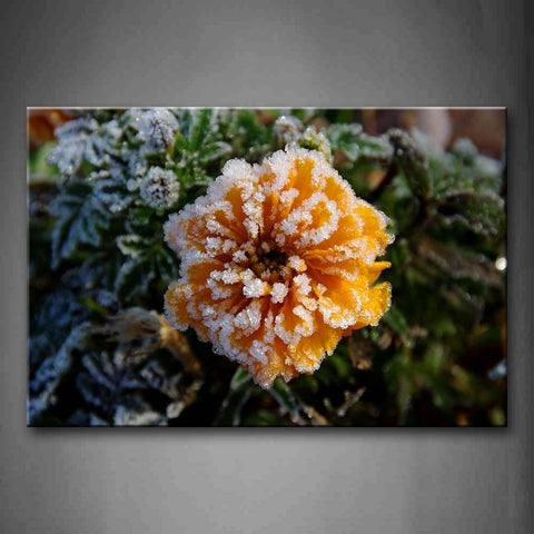Orange Flower With Lush Leaves With Frost On Them Wall Art Painting Pictures Print On Canvas Flower The Picture For Home Modern Decoration 