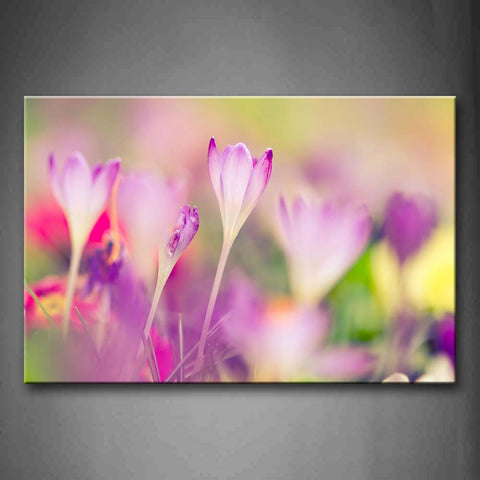 Pink Flwoers In Bright Purple And White Bright Sunbeam Wall Art Painting The Picture Print On Canvas Flower Pictures For Home Decor Decoration Gift 