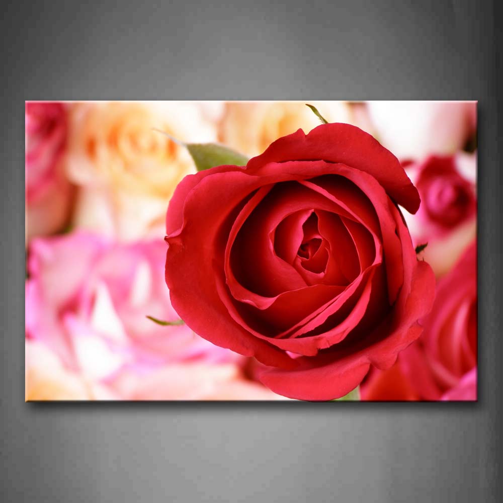 Beautiful Rose In Bright Red  Wall Art Painting Pictures Print On Canvas Flower The Picture For Home Modern Decoration 