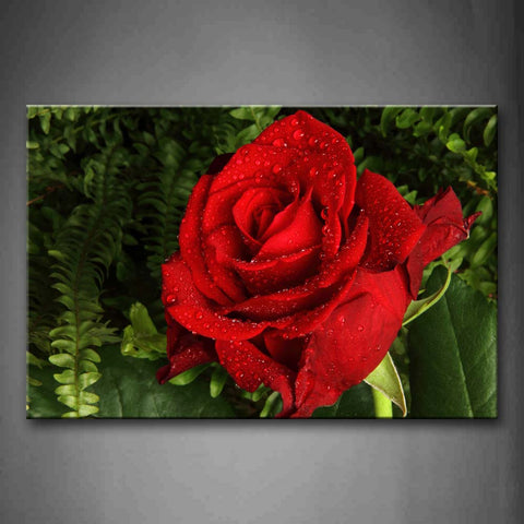 Rose In Bright Red With Many Waterdrps Wall Art Painting The Picture Print On Canvas Flower Pictures For Home Decor Decoration Gift 