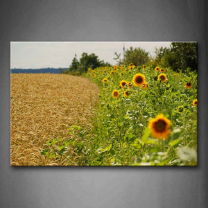 Slice Of Sunflowers With Fresh Leaves In Field Wall Art Painting Pictures Print On Canvas Flower The Picture For Home Modern Decoration 