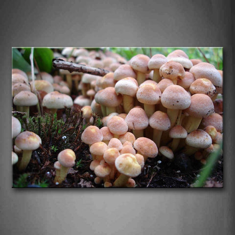 A Group Of Small Mushroom On Black Land Wall Art Painting The Picture Print On Canvas Flower Pictures For Home Decor Decoration Gift 