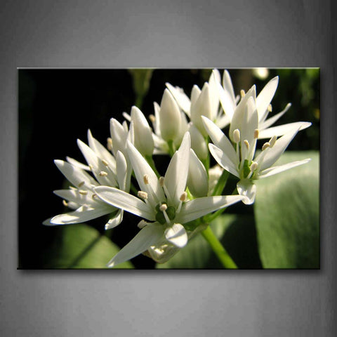 Several White Flowers On One Branch Wall Art Painting The Picture Print On Canvas Flower Pictures For Home Decor Decoration Gift 