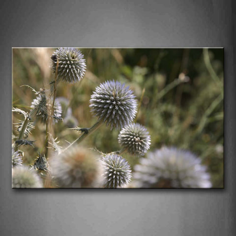 Shaped Like A Ball Plant Portrait Wall Art Painting Pictures Print On Canvas Flower The Picture For Home Modern Decoration 