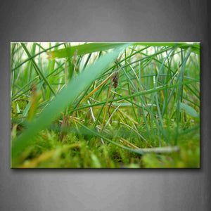 Moss And Dry Plant In Green Grass Wall Art Painting The Picture Print On Canvas Botanical Pictures For Home Decor Decoration Gift 