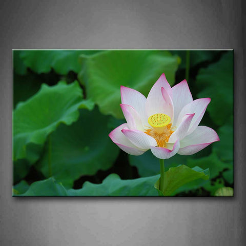 White And Pink Lotus With Green Leafs Wall Art Painting Pictures Print On Canvas Flower The Picture For Home Modern Decoration 