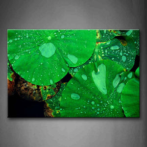 Water Drops On Green Lotus Leafs Wall Art Painting Pictures Print On Canvas Botanical The Picture For Home Modern Decoration 