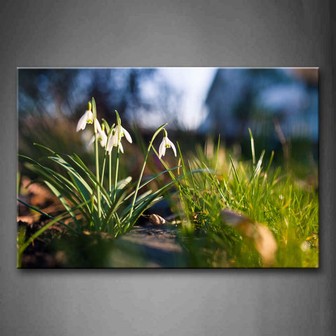 White Flowers Near Green Grass  Wall Art Painting Pictures Print On Canvas Flower The Picture For Home Modern Decoration 