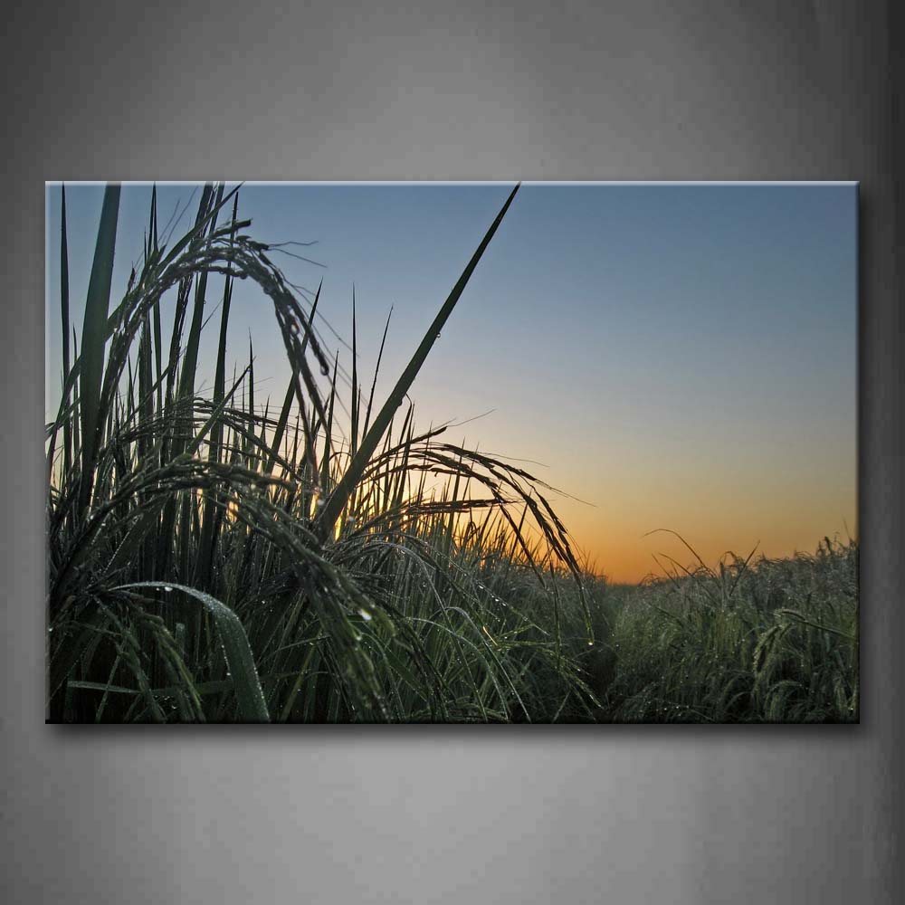 Green Cornfield Sunset Glow Wall Art Painting Pictures Print On Canvas Botanical The Picture For Home Modern Decoration 