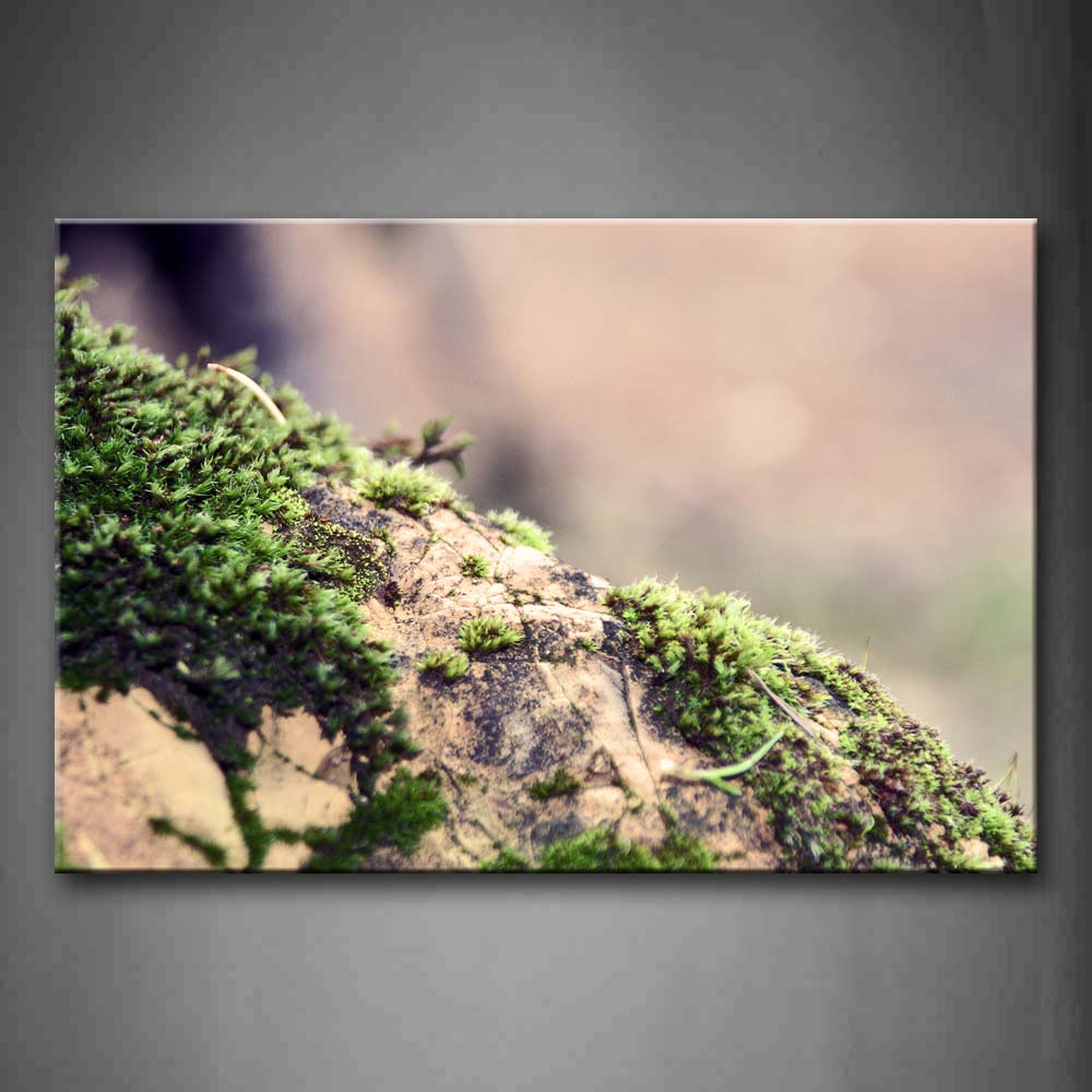 Moss Grow On Rock Portrait Wall Art Painting Pictures Print On Canvas Botanical The Picture For Home Modern Decoration 