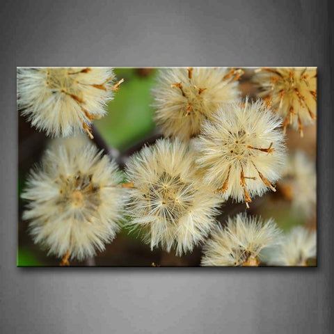 Several Round White Plant Potrait Wall Art Painting Pictures Print On Canvas Botanical The Picture For Home Modern Decoration 