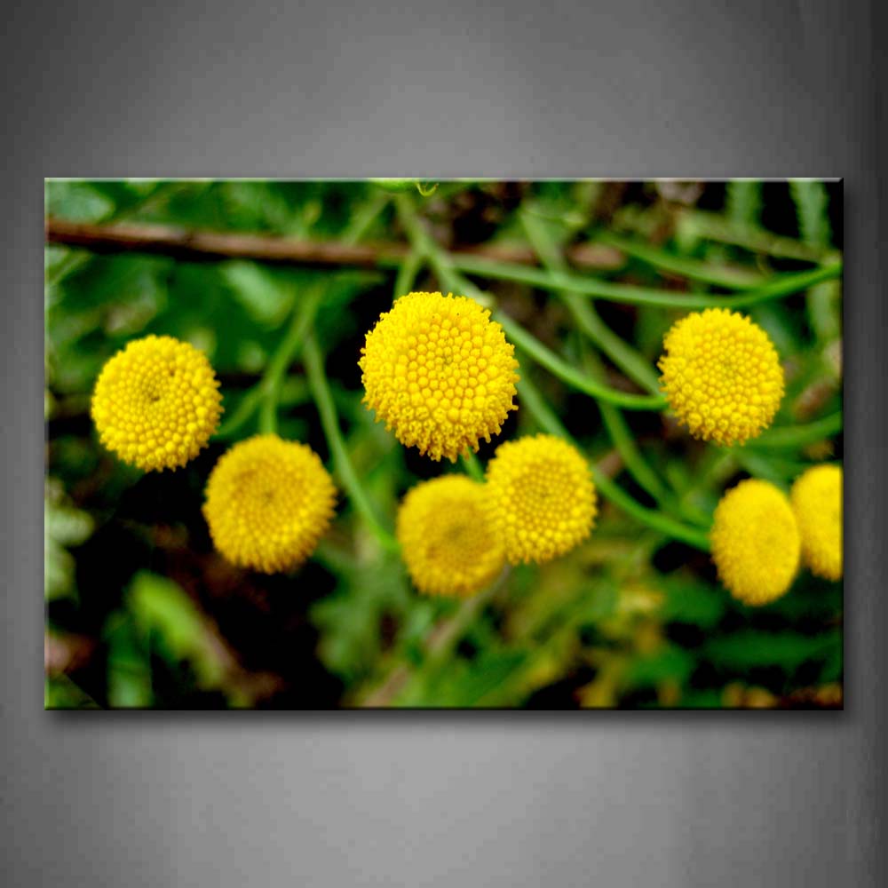 Round Yellow Flowers Over Green Grass Wall Art Painting Pictures Print On Canvas Botanical The Picture For Home Modern Decoration 