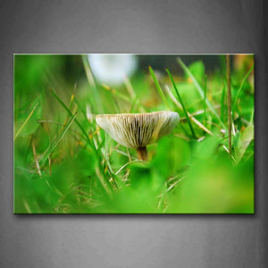 Mushroom Grow In Green Grass Wall Art Painting Pictures Print On Canvas Botanical The Picture For Home Modern Decoration 