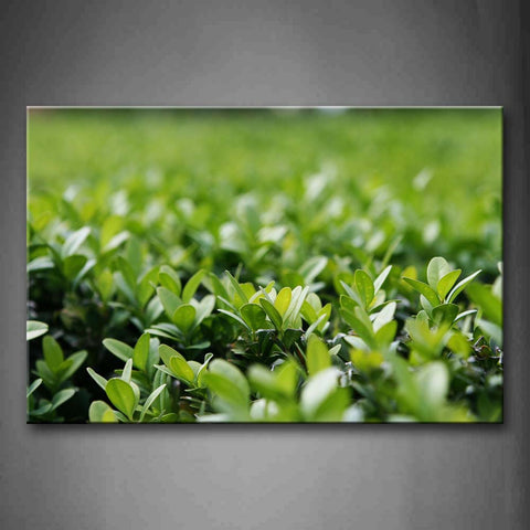 Small Plant Likes Grass Wall Art Painting The Picture Print On Canvas Botanical Pictures For Home Decor Decoration Gift 