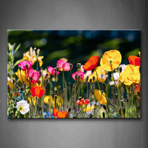 Varies Of Poppies Colorful Wall Art Painting Pictures Print On Canvas Flower The Picture For Home Modern Decoration 