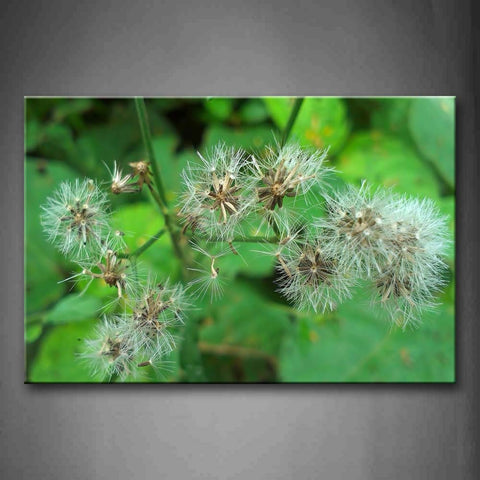 Few Dandelions In Front Of Green Leafs Wall Art Painting The Picture Print On Canvas Flower Pictures For Home Decor Decoration Gift 