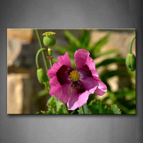 Pink Purple Blossoming Poppy With Green Bud And Leafs Wall Art Painting Pictures Print On Canvas Flower The Picture For Home Modern Decoration 