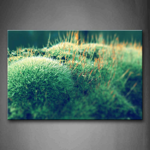 Some Close Up Plants Wall Art Painting The Picture Print On Canvas Botanical Pictures For Home Decor Decoration Gift 