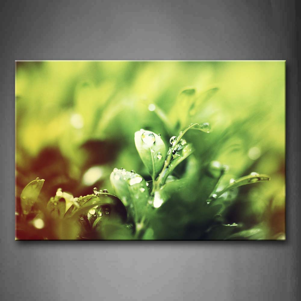 Water Drops On Plants Wall Art Painting Pictures Print On Canvas Botanical The Picture For Home Modern Decoration 