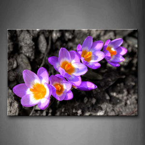 Pink Purple Crocuses Wall Art Painting Pictures Print On Canvas Flower The Picture For Home Modern Decoration 