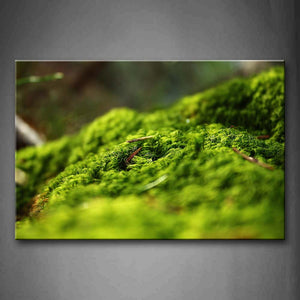 Thick Green Moss Wall Art Painting Pictures Print On Canvas Botanical The Picture For Home Modern Decoration 