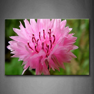 Pink Extremely Beautiful Cornflower  Wall Art Painting The Picture Print On Canvas Flower Pictures For Home Decor Decoration Gift 