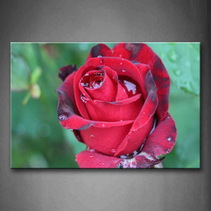Pink Rot Rose In Red Wall Art Painting Pictures Print On Canvas Flower The Picture For Home Modern Decoration 