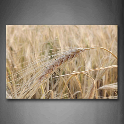 Brown Long Ripe Wheats Field Wall Art Painting Pictures Print On Canvas Botanical The Picture For Home Modern Decoration 