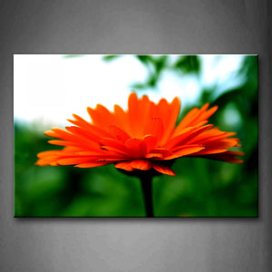 Red Beautiful Herbera Wall Art Painting Pictures Print On Canvas Flower The Picture For Home Modern Decoration 