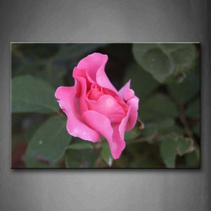 Pink Rose In Bushes Wall Art Painting Pictures Print On Canvas Flower The Picture For Home Modern Decoration 