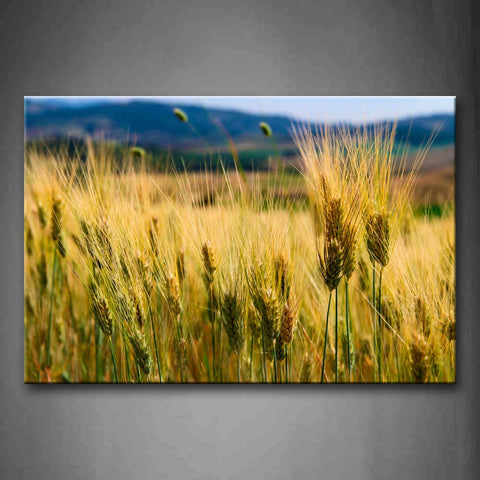 Cornfield Field  Wall Art Painting Pictures Print On Canvas Botanical The Picture For Home Modern Decoration 