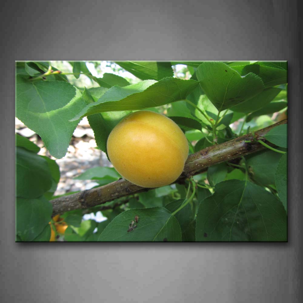 Apricot Tree With Fruit In Branch Wall Art Painting The Picture Print On Canvas Botanical Pictures For Home Decor Decoration Gift 