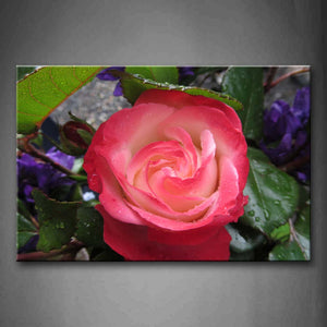 Pink Wet Rose With Green Leaf Wall Art Painting The Picture Print On Canvas Flower Pictures For Home Decor Decoration Gift 